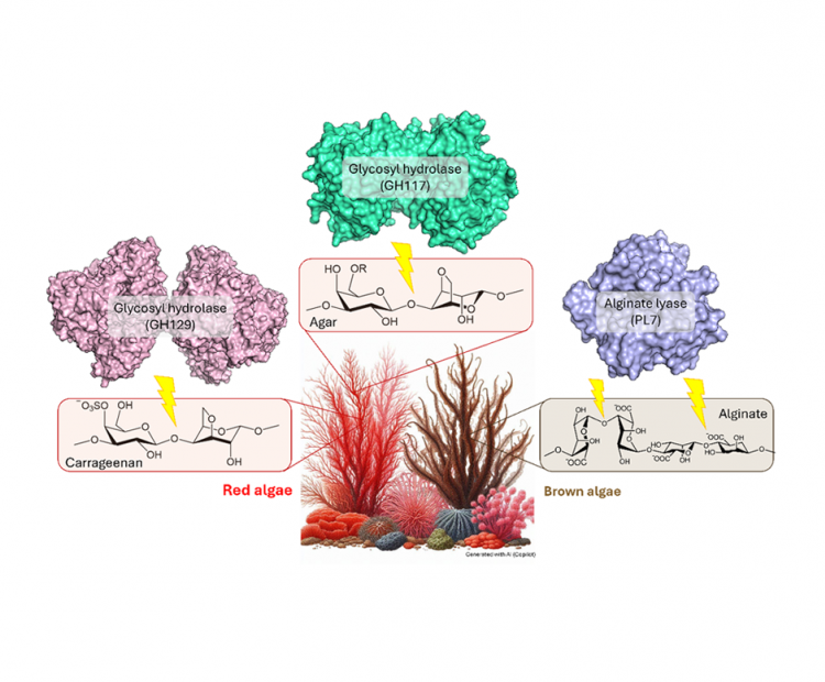 The structures of key enzymes (glycosyl hydrolases and alginate lyase) involved in degrading the polysaccharides (agar, carrageenan, and alginate) from red and brown algae.