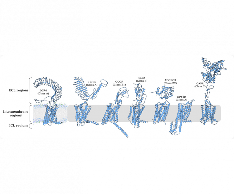 alphagpcr-large-scale-simulation-and-analysis-of-ai-derived-gpcr-structures
