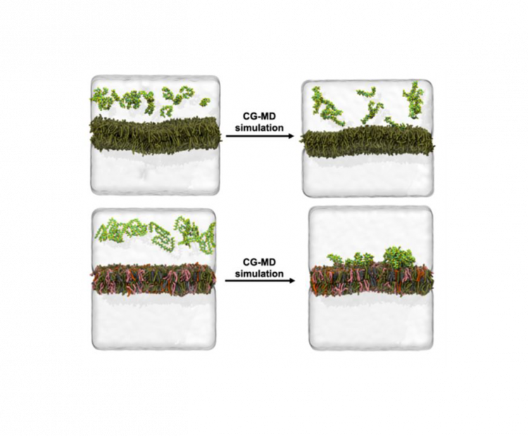 impact-of-lipid-cell-composition-on-beta-amyloid-aggregation-exploring-novel-therapeutic-targets-for-alzheimer's-disease