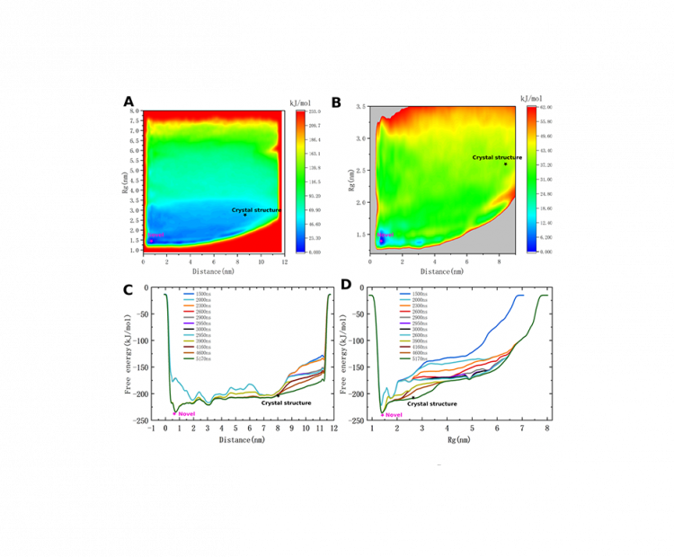 simulation-and-modeling-of-biosystems-with-applications-to-medicine-exploring-the-structural-diversity-of-the-myc-protein-and-its-implications-for-in-silico-design-of-anti-cancer-drugs