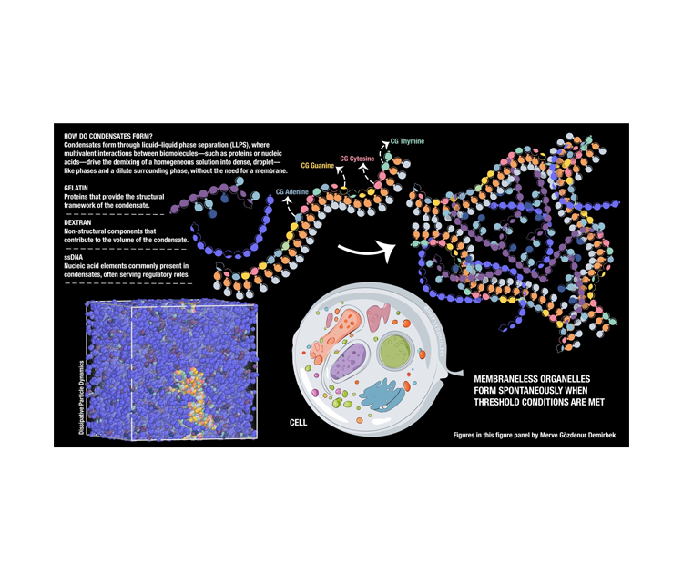 coarse-grain-ssdna-simulations-with-dissipative-particle-dynamics-using-the-martini-'lego'-approach