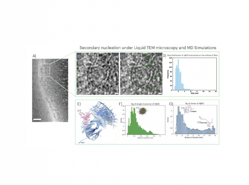 on-the-amyloid-beta-40-aggregation-and-secondary-nucleation